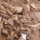 The recently discovered pile of mammoth bones in New Mexico.